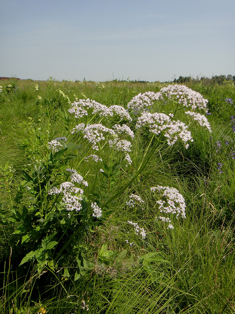 Изображение особи род Valeriana.