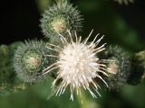 Arctium tomentosum