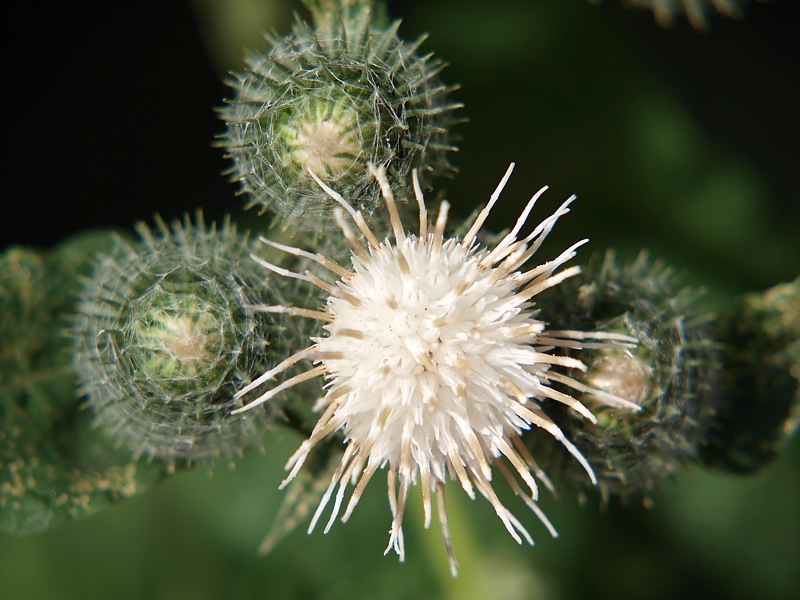 Изображение особи Arctium tomentosum.