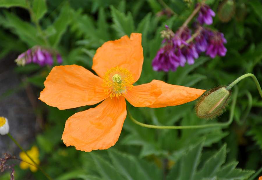 Изображение особи Papaver oreophilum.