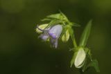 Campanula trachelium