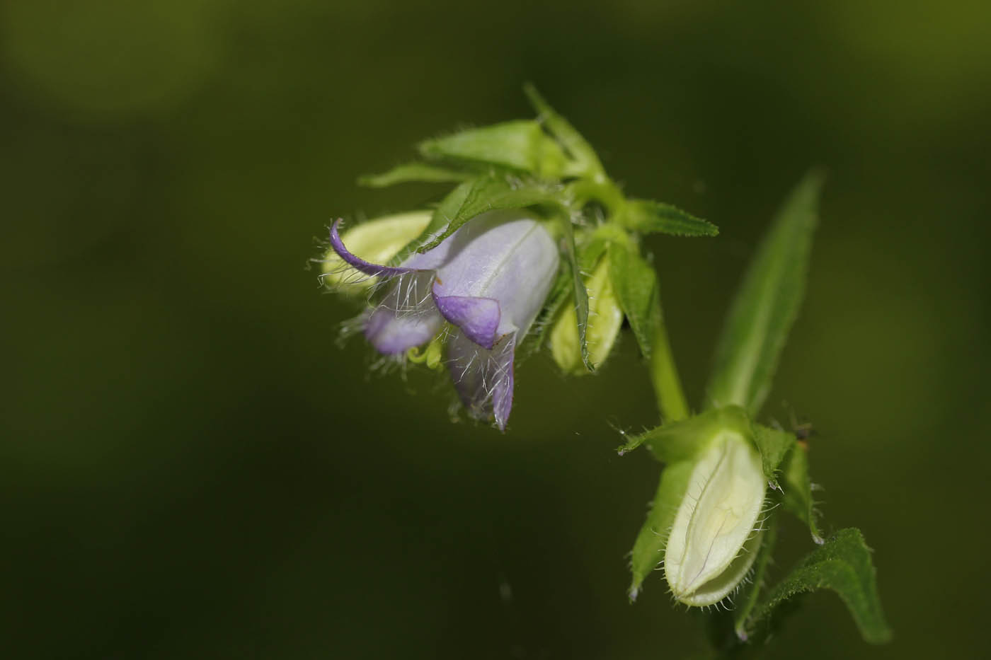 Изображение особи Campanula trachelium.