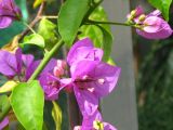 Bougainvillea glabra. Часть побега с соцветиями. Крым, Никитский ботанический Сад, оранжерея кактусов. 2 мая 2007 г.