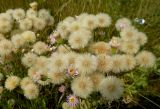 род Erigeron
