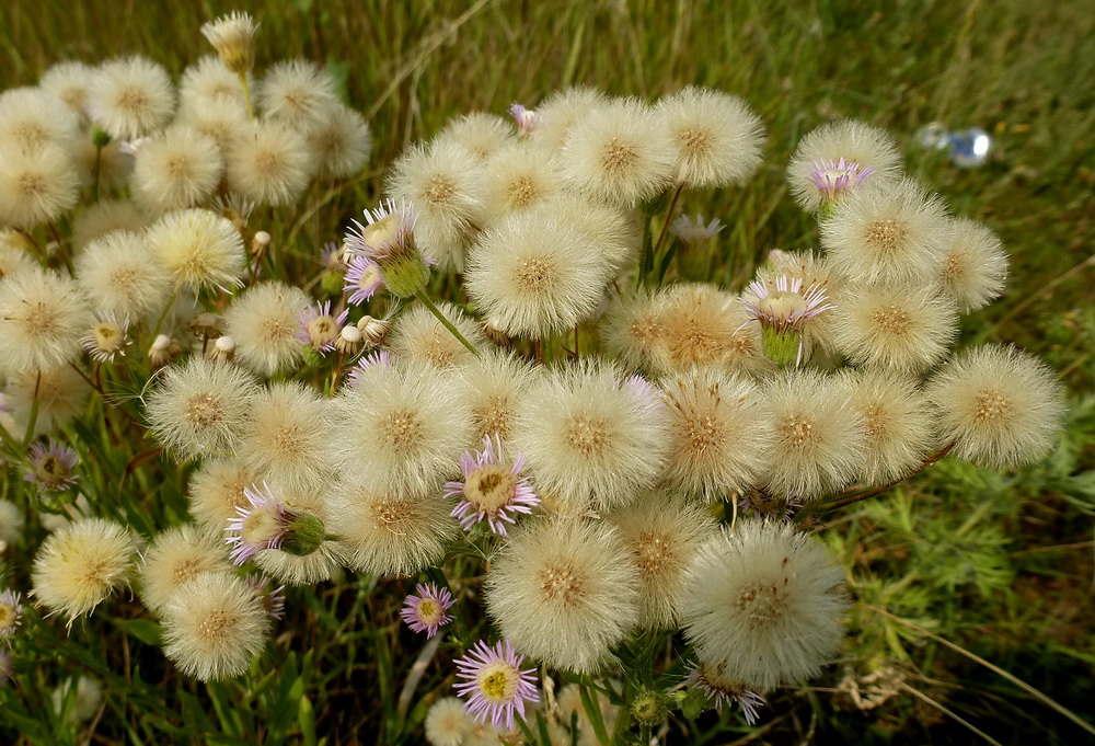 Изображение особи род Erigeron.