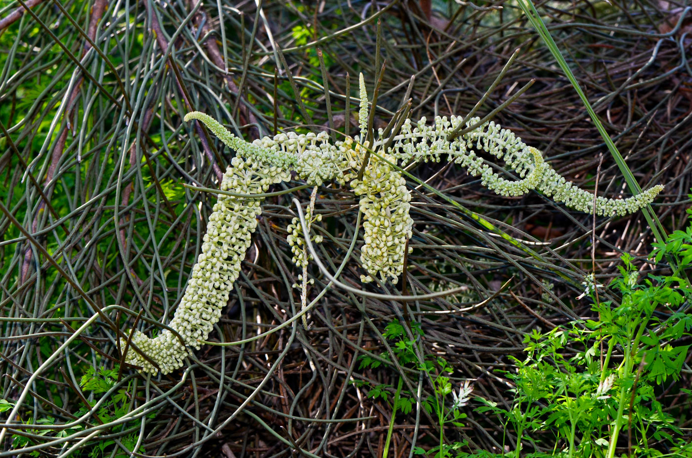 Image of Hakea chordophylla specimen.