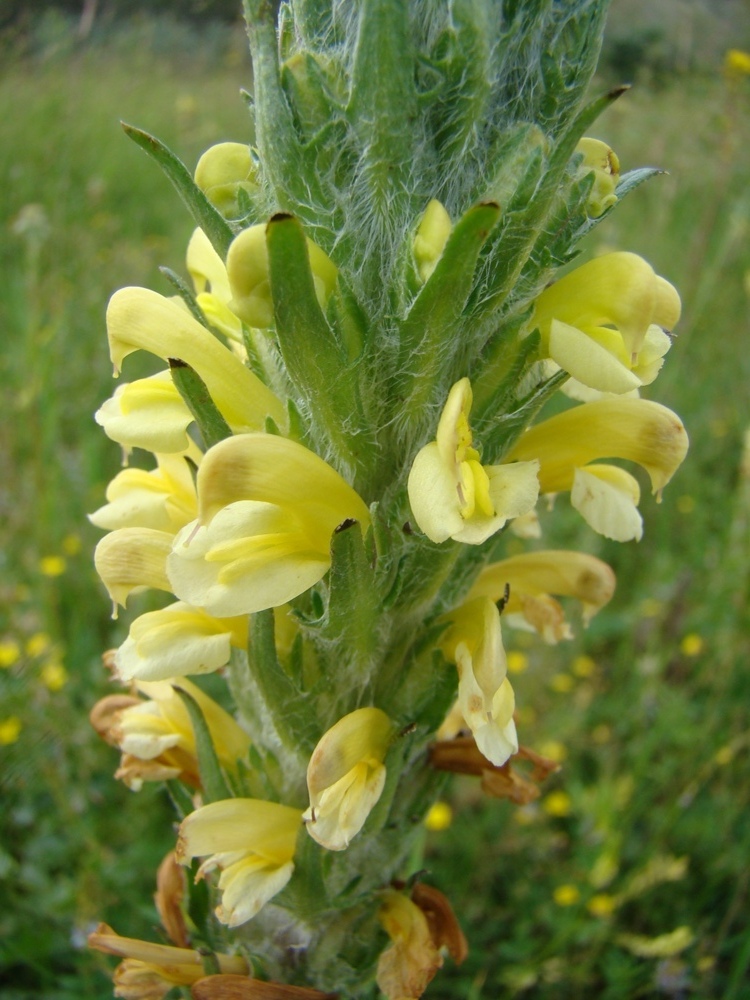 Изображение особи Pedicularis mariae.