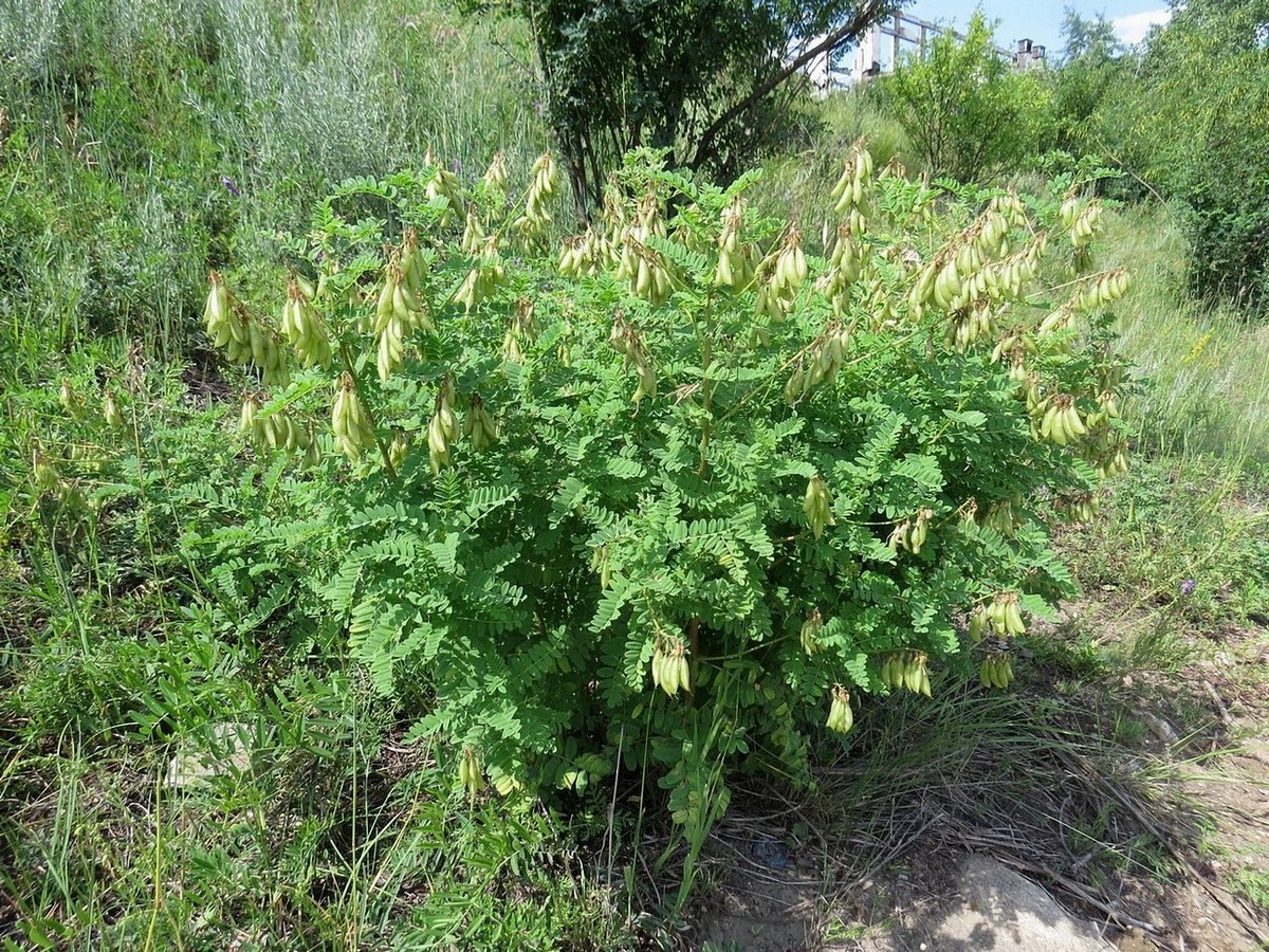 Image of Astragalus propinquus specimen.