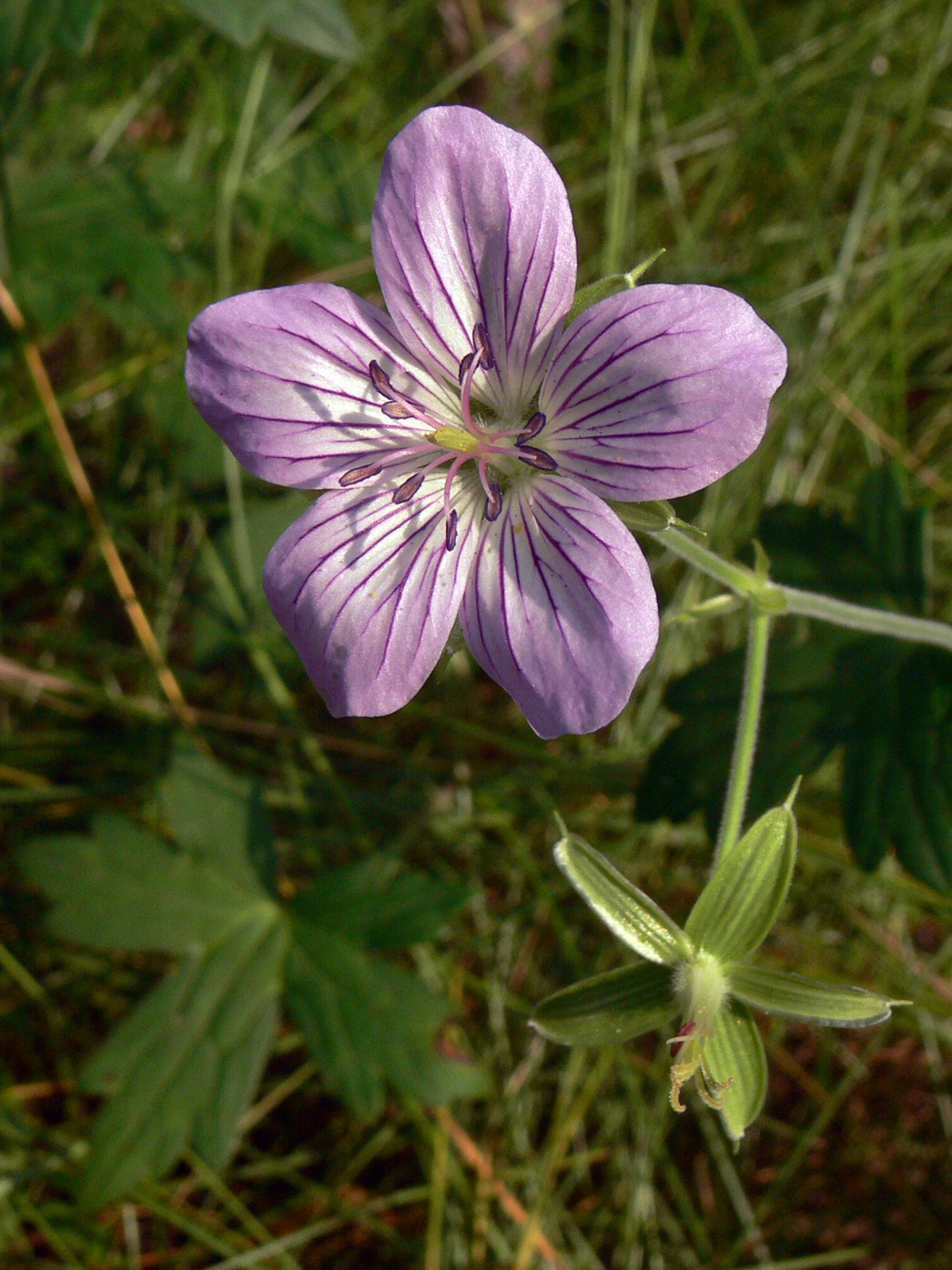 Изображение особи Geranium wlassovianum.