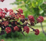 Physocarpus opulifolius. Ветвь плодоносящего кустарника (краснолистный культивар). Республика Татарстан, г. Казань, Вахитовский р-н, сквер, в озеленении. 18.06.2015.