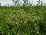 genus Salix