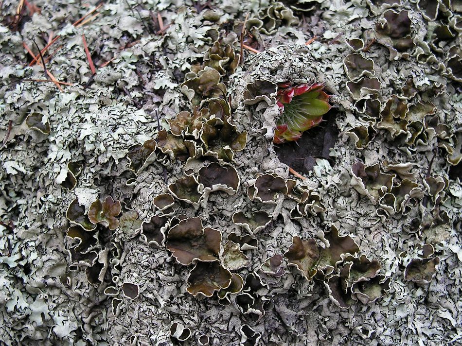 Image of Xanthoparmelia stenophylla specimen.