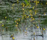 Utricularia vulgaris. Цветущие растения. Ленинградская обл., Ломоносовский р-н, окр. пос. Большая Ижора, побережье Финского залива, болотистая низина на окраине тростниковых зарослей за песчаным береговым валом. 02.07.2016.