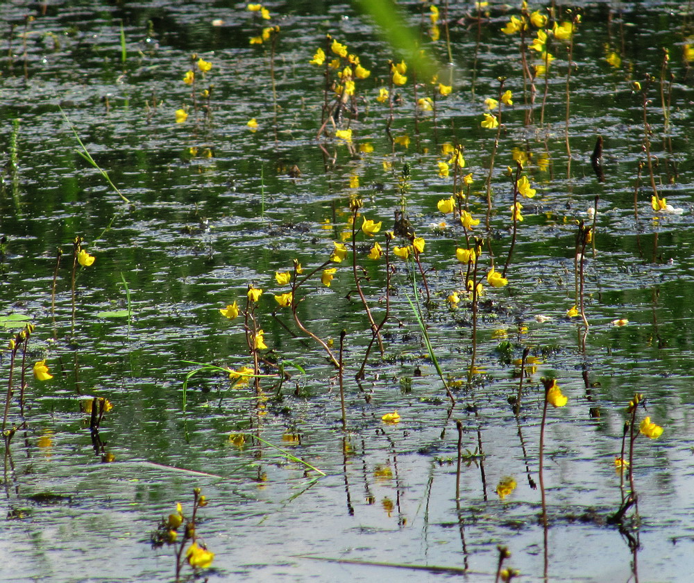 Image of Utricularia vulgaris specimen.