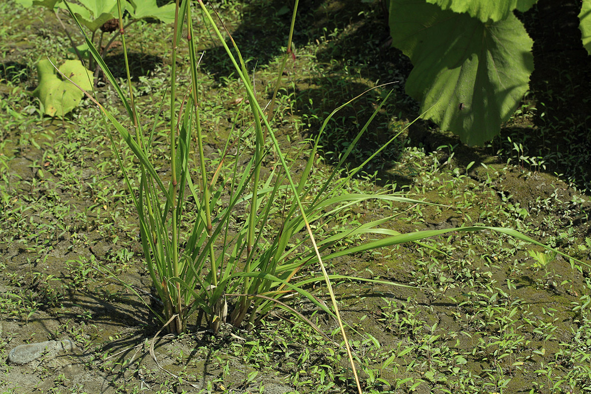 Изображение особи Festuca pratensis.