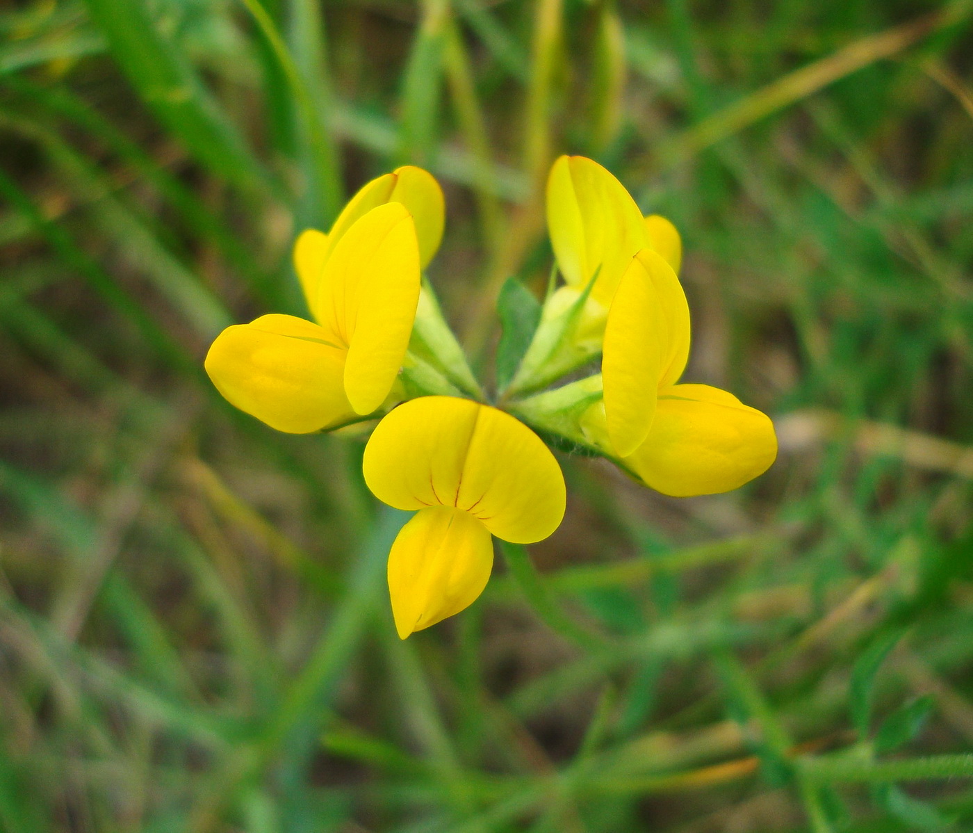 Изображение особи Lotus corniculatus.