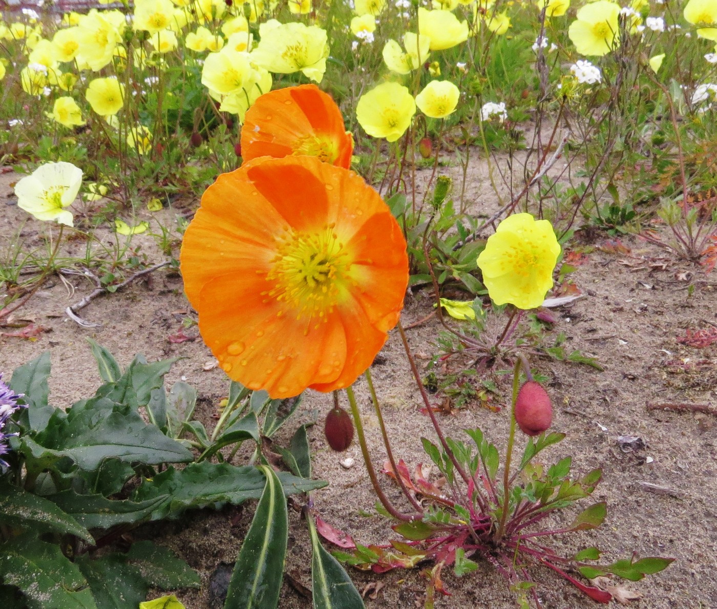 Изображение особи Papaver czekanowskii.