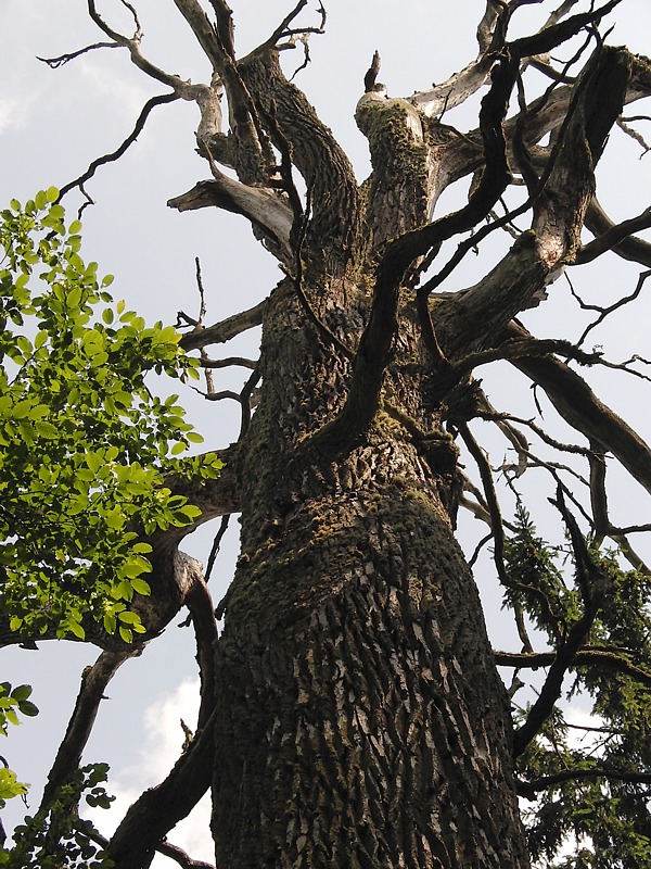 Image of Quercus robur specimen.