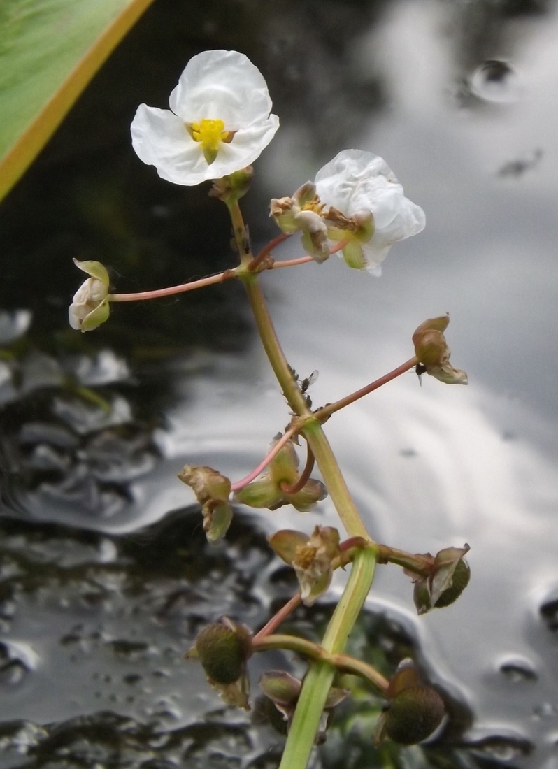 Изображение особи Sagittaria platyphylla.