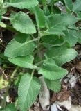 Salvia verticillata