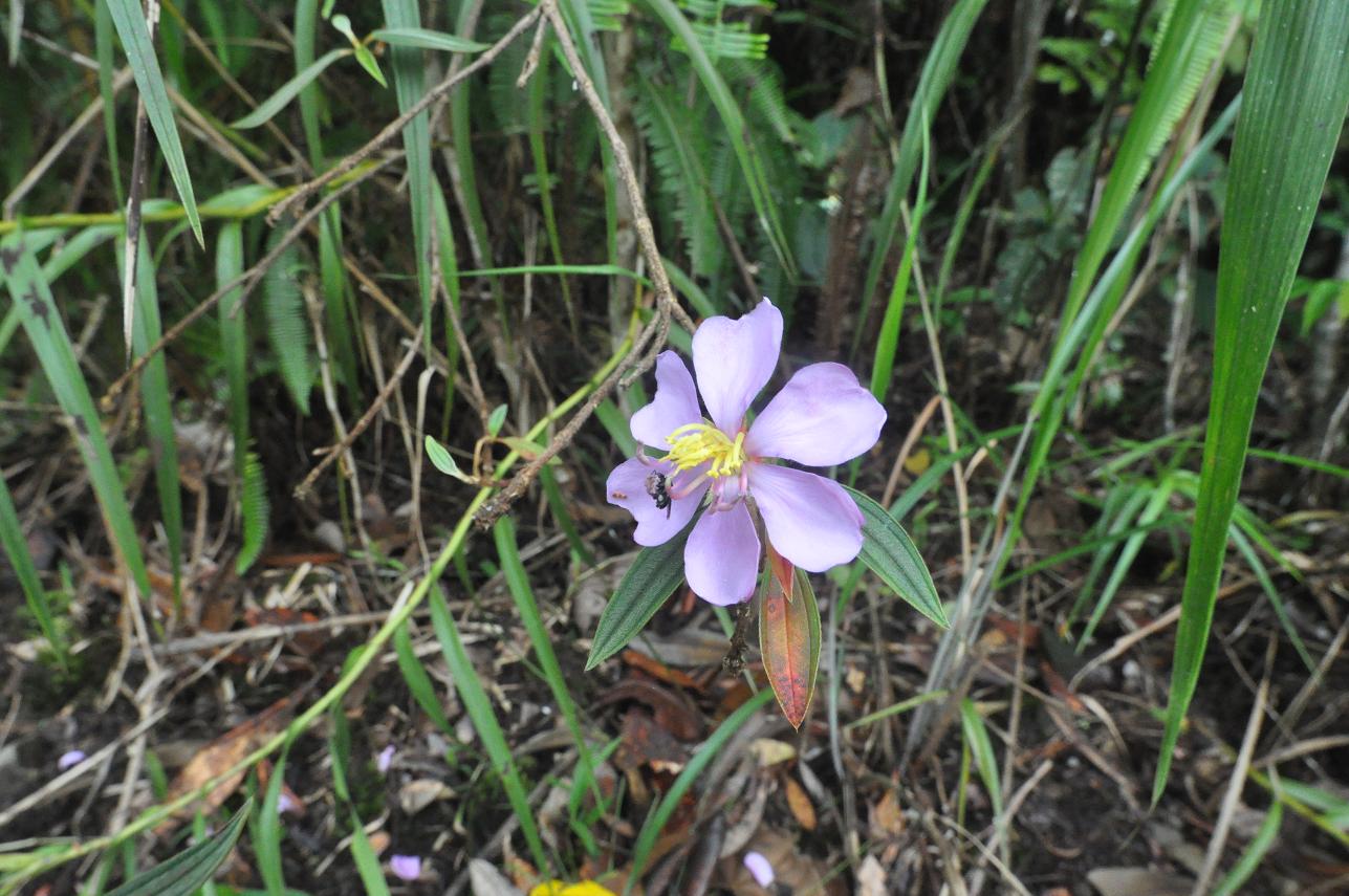 Изображение особи род Medinilla.