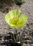 Papaver canescens. Цветок. Республика Тува, Монгун-Тайгинский кожуун, горный массив Монгун-Тайга, оз. Узун-Холь. 14.07.2016.