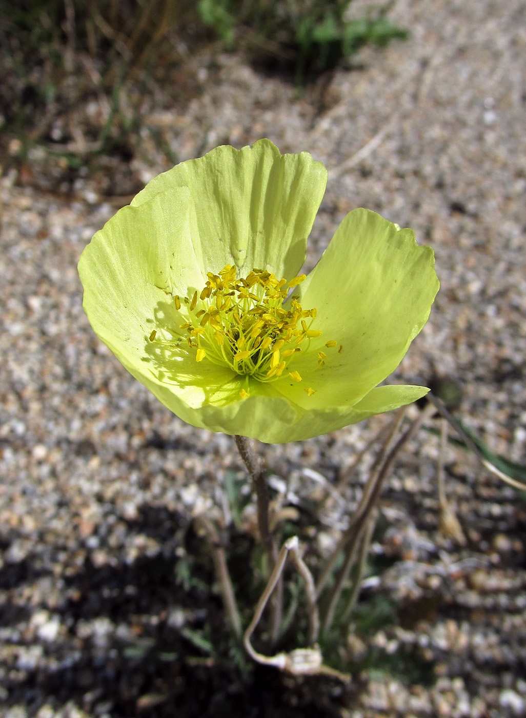 Изображение особи Papaver canescens.