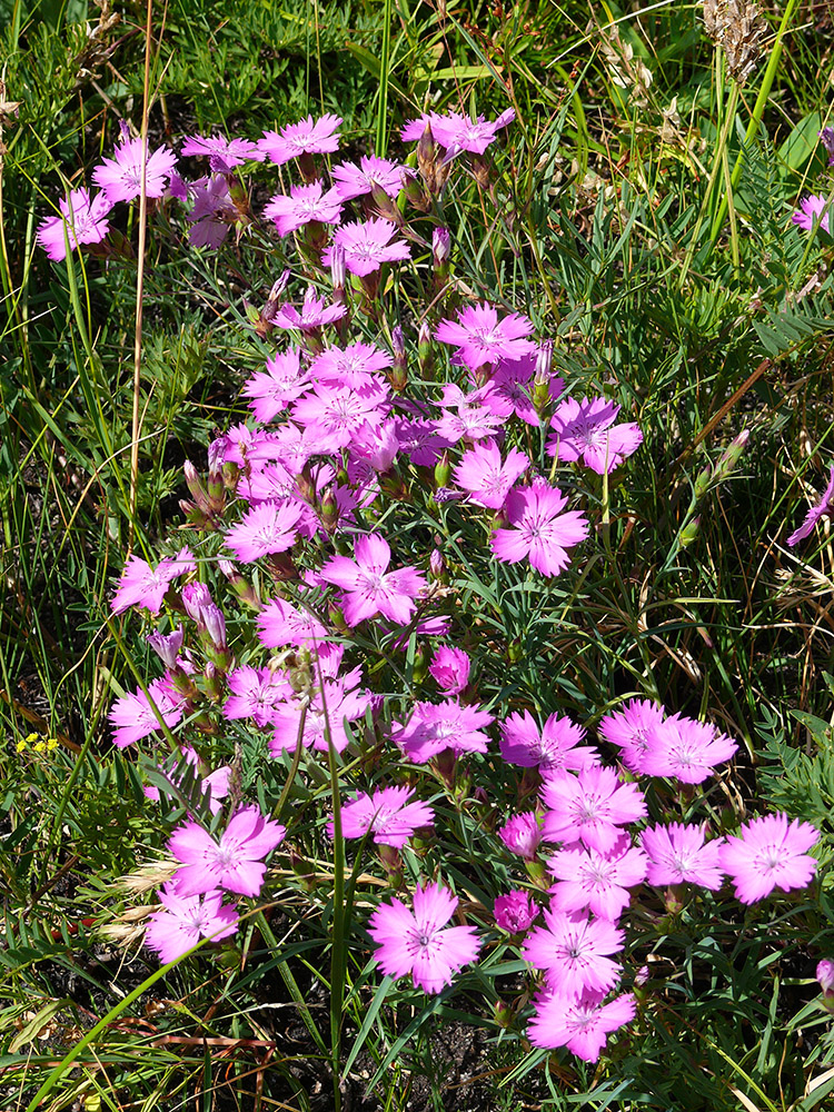 Изображение особи Dianthus versicolor.