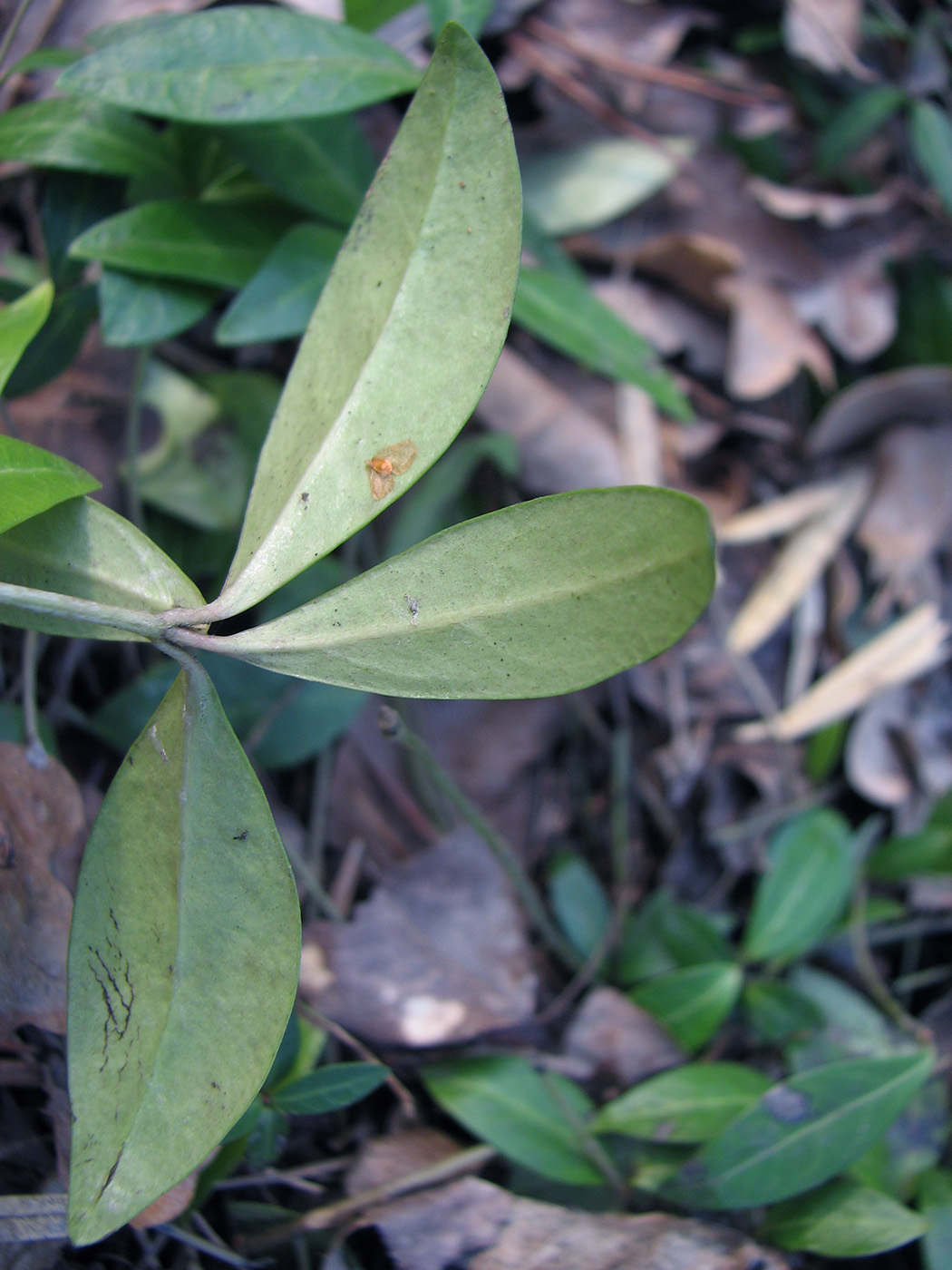 Image of Vinca minor specimen.