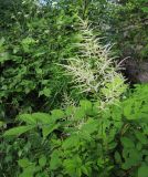 Aruncus sylvestris