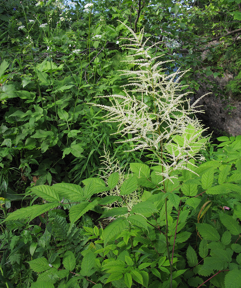 Изображение особи Aruncus sylvestris.