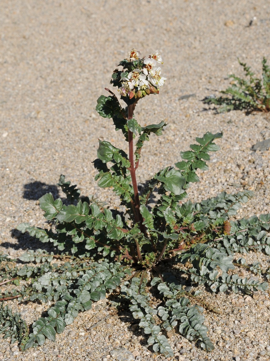 Изображение особи Chylismia claviformis.