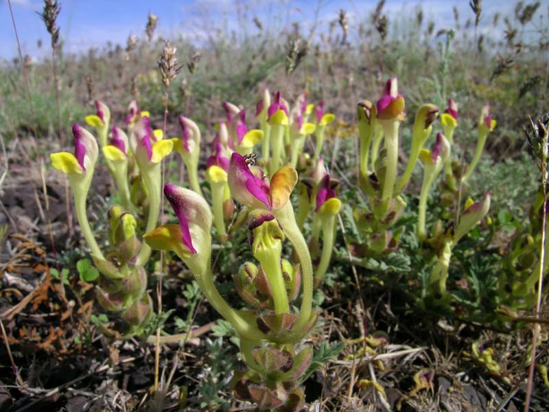 Изображение особи Scutellaria sieversii.