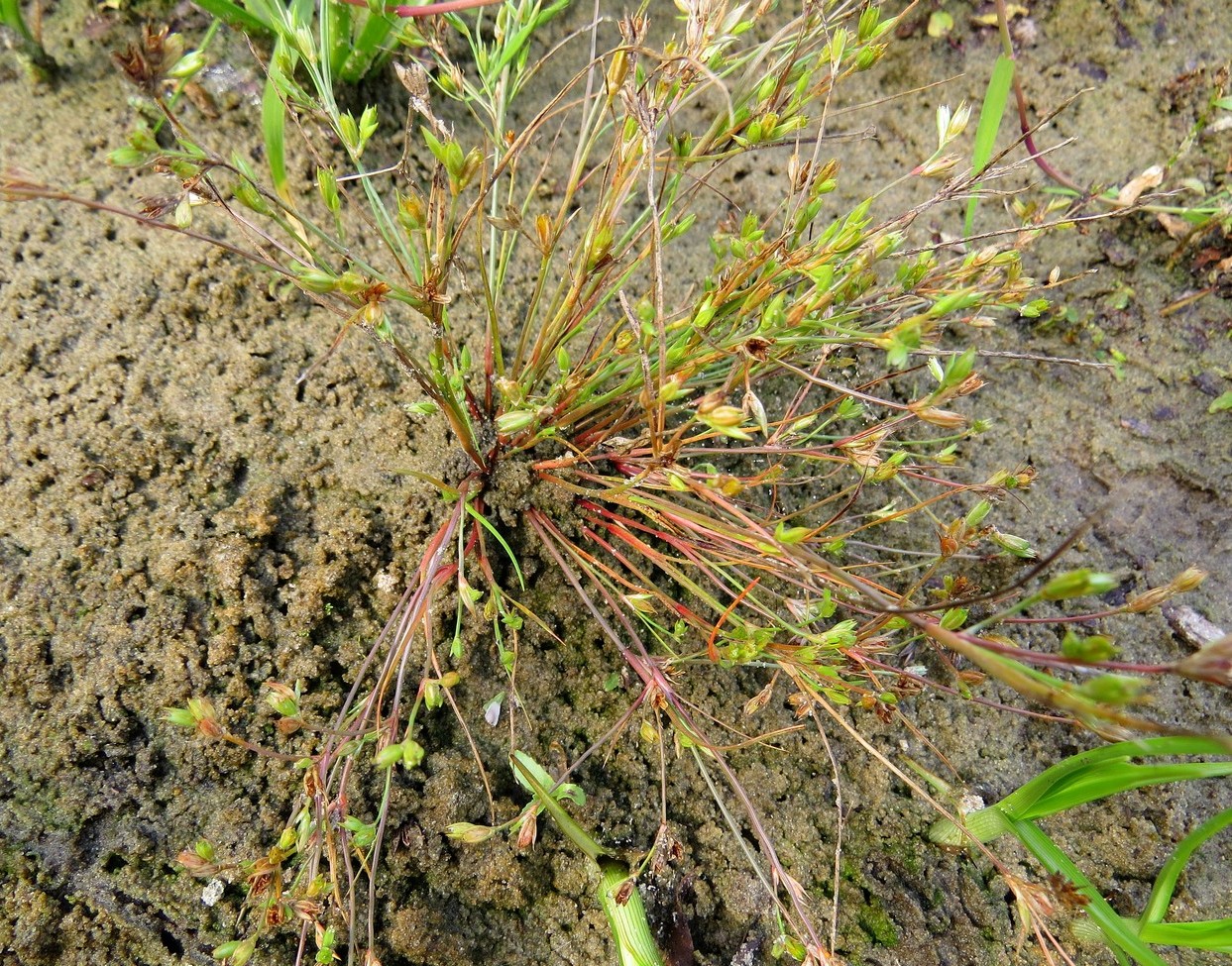 Image of Juncus nastanthus specimen.