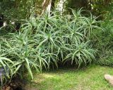 Aloe arborescens