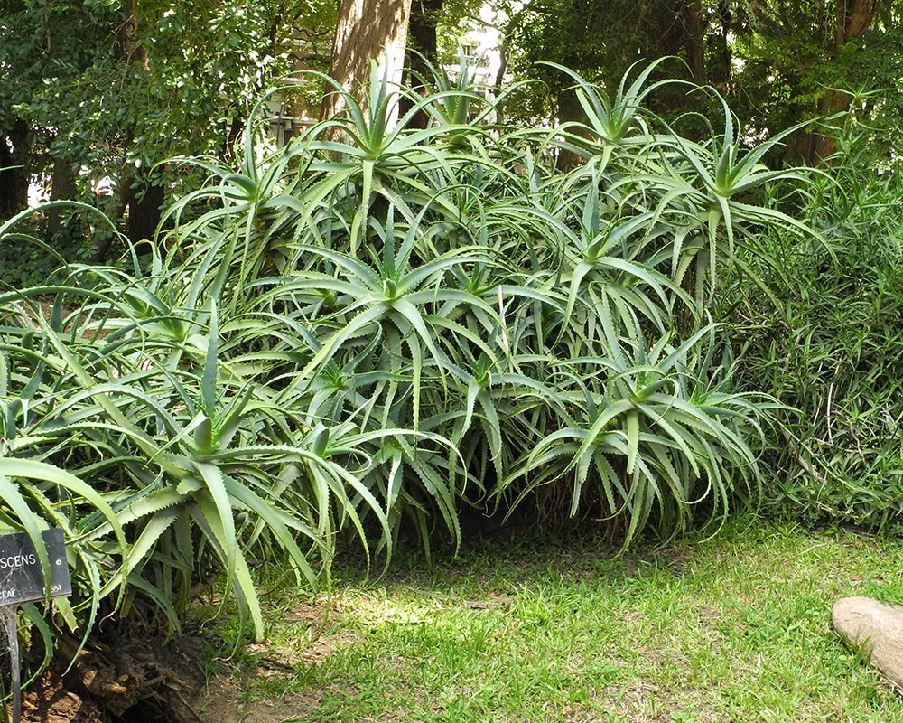 Image of Aloe arborescens specimen.