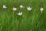 Tulipa biebersteiniana var. tricolor