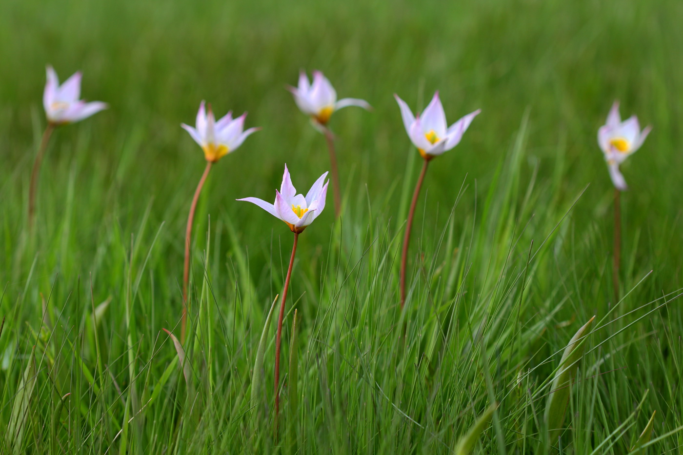 Изображение особи Tulipa biebersteiniana var. tricolor.