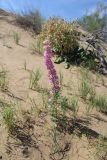 Delphinium camptocarpum