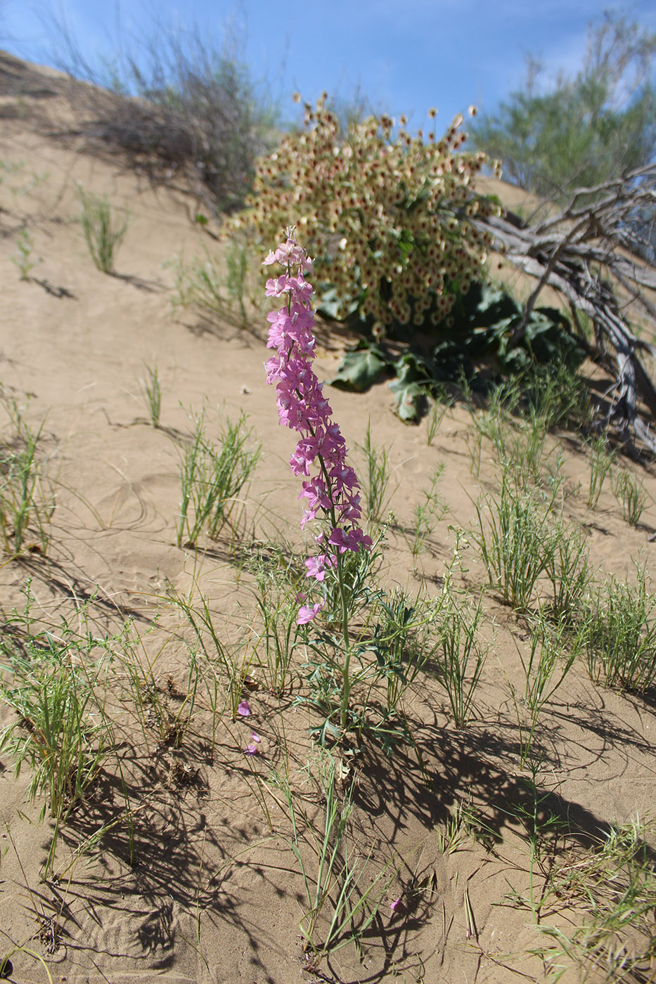 Изображение особи Delphinium camptocarpum.