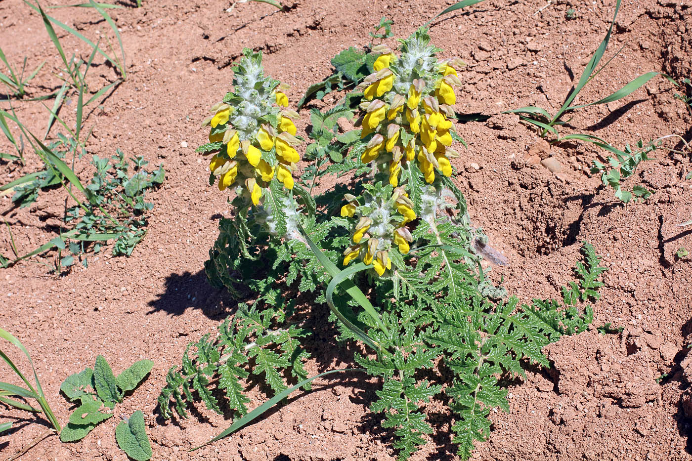 Image of Phlomoides speciosa specimen.