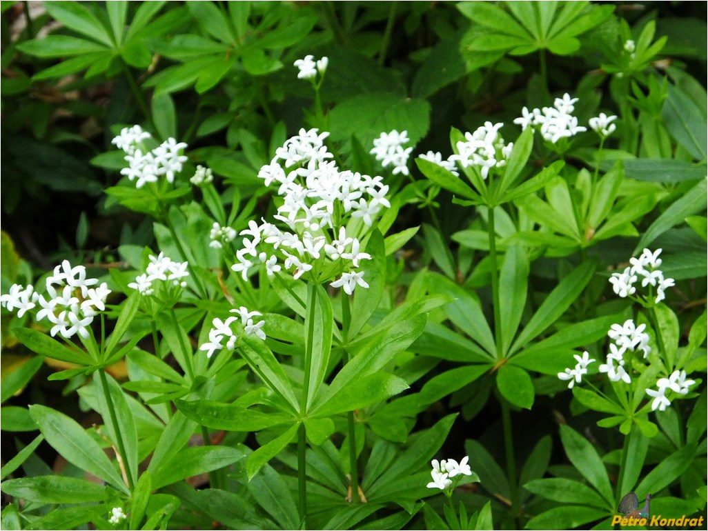 Image of Galium odoratum specimen.