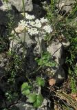 Heracleum ligusticifolium