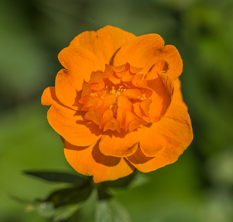 Изображение особи Trollius asiaticus.