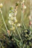 Hedysarum smirnovii