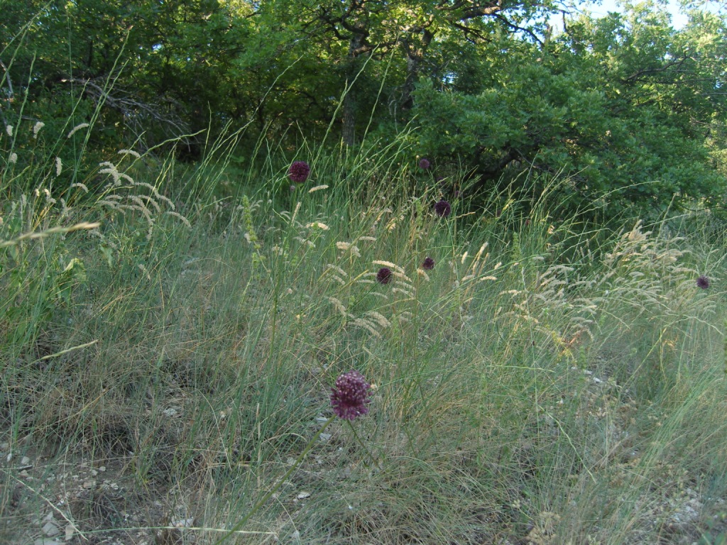 Image of Allium atroviolaceum specimen.