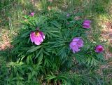 Paeonia anomala