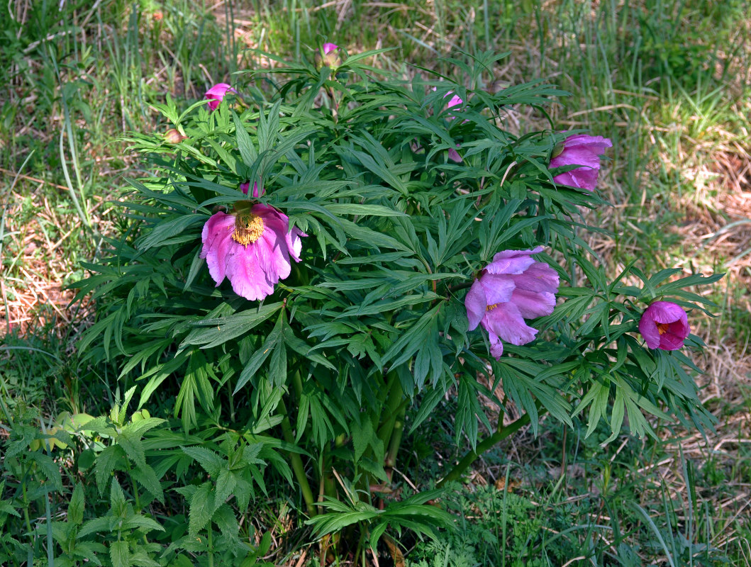 Изображение особи Paeonia anomala.