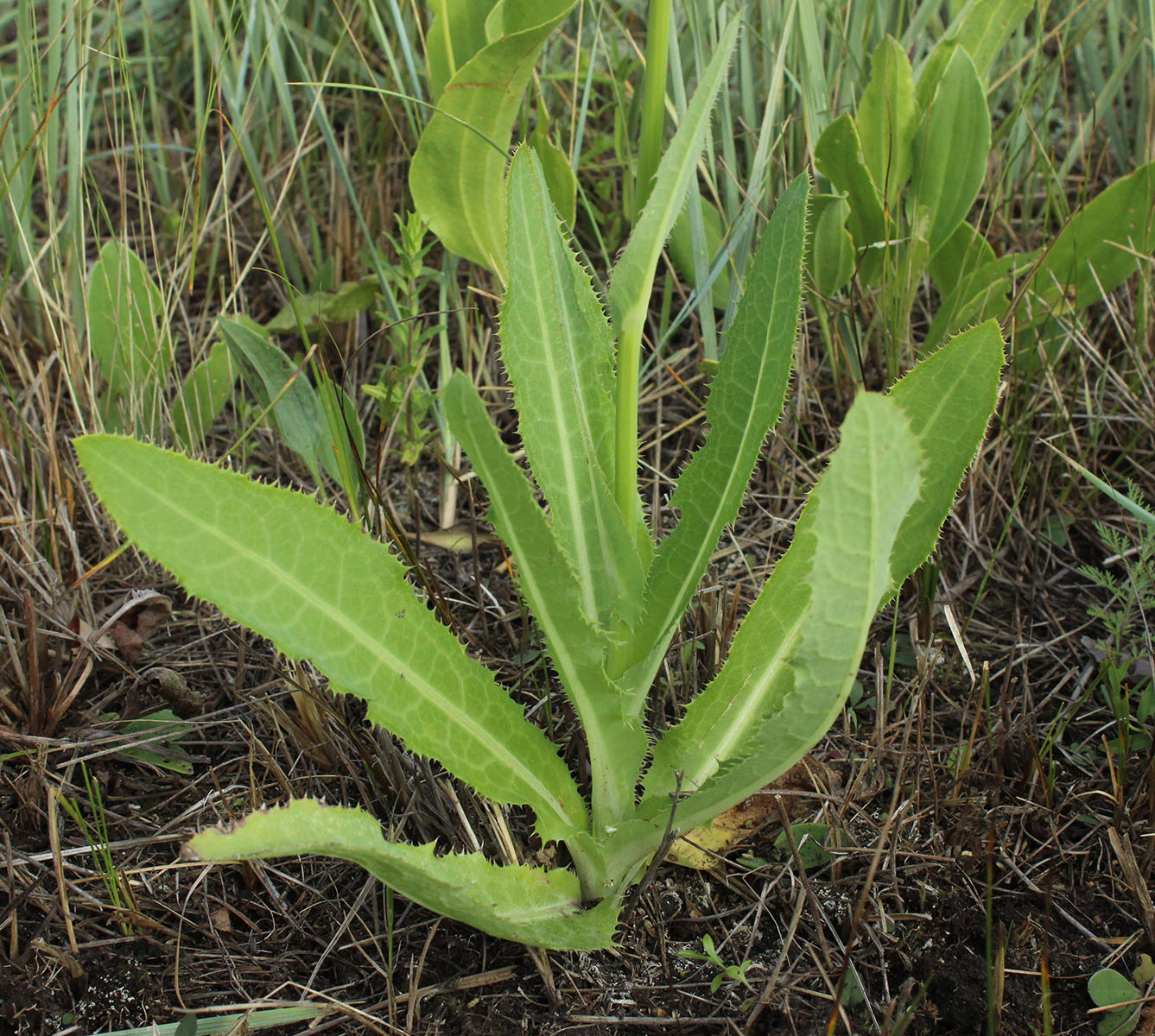 Изображение особи Sonchus arvensis ssp. uliginosus.