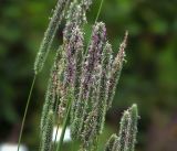 Phleum pratense. Соцветия. Московская обл., Раменский р-н, окр. ж.-д. платформы Хрипань, просека под ЛЭП. 15.07.2017.
